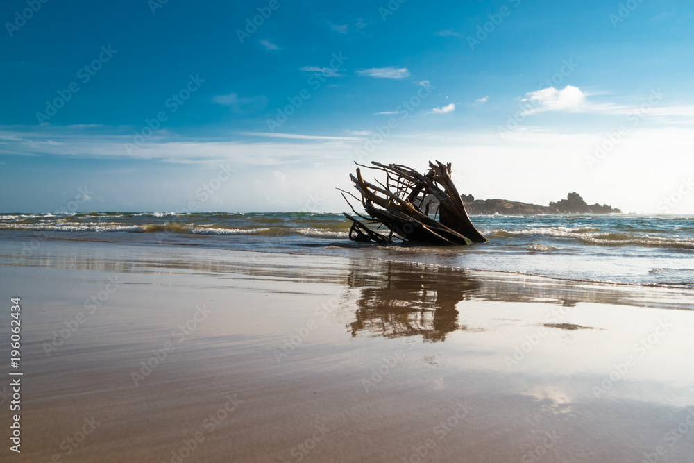 Baumstamm im Meer am Strand