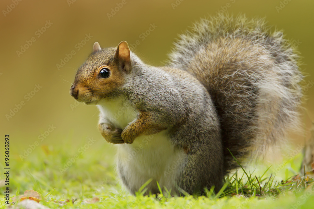Close up of a cute and curious grey squirrel