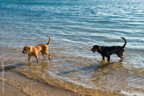 streunende hunde am Strand