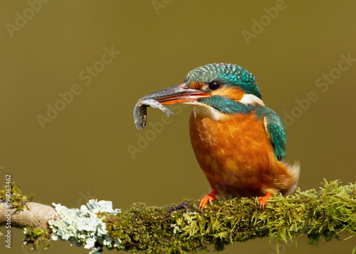 Close up of a Kingfisher with a fish