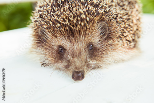 Brown hedgehog on the nature, green and white background