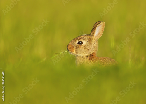 Portrait of an European rabbit eating the blade of grass photo