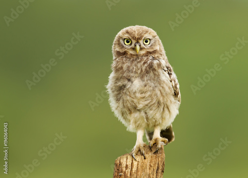 Juvenile Little owl perching on a post
