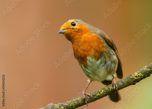 European Robin perching on a tree branch in spring