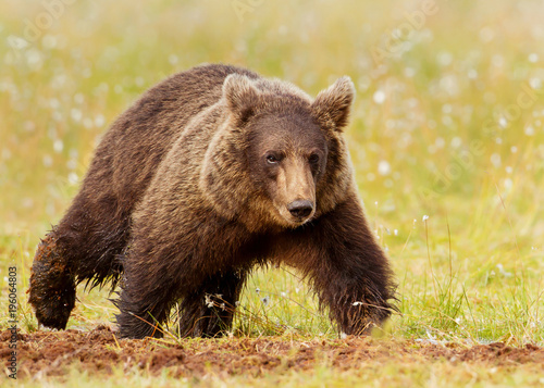 Close up of a male brown bear in swamp © giedriius