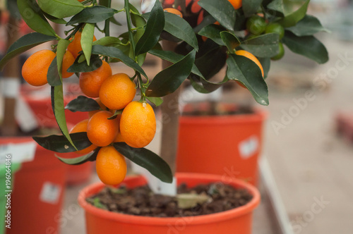 closeup of kumquat tree in orange pot in a green house
