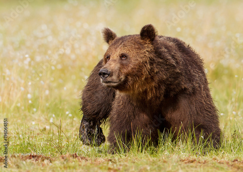 Close up of a male brown bear in swamp