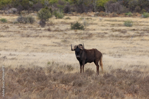 Fototapeta Naklejka Na Ścianę i Meble -  Black Wildebeest - Gnu