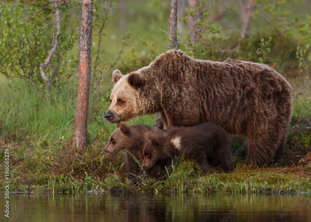 Eurasian brown bear cubs with a mom by the pond