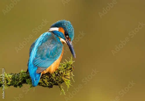 Close up of Common kingfisher perching on a mossy branch