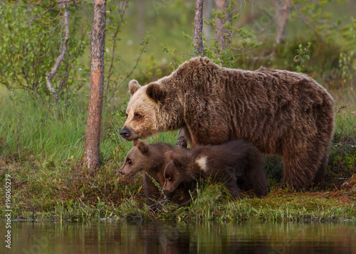 Eurasian brown bear cubs with a mom by the pond
