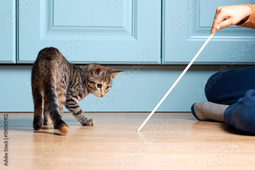 Fotografi Boy is playing with kitten. Cat is hunting on ribbon with bow.