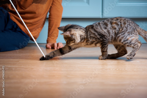 Obraz na płótnie Boy is playing with kitten. Cat is catching ribbon with bow. w salonie