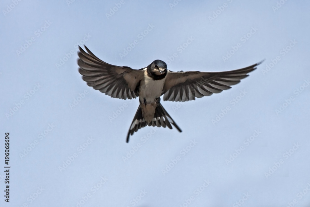 Obraz premium Latająca jaskółka stodoła (Hirundo rustica)