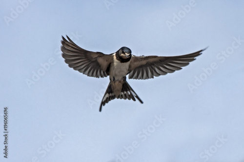 Flying barn swallow (Hirundo rustica)