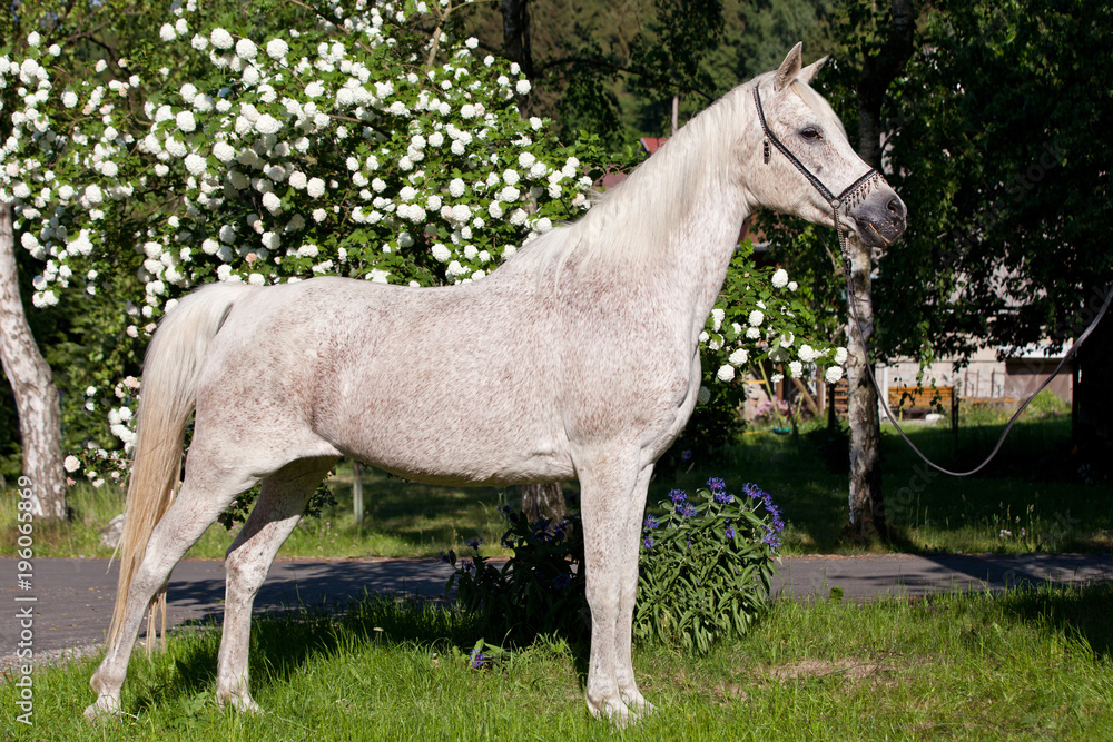 Obraz premium Portrait of nice arabian horse