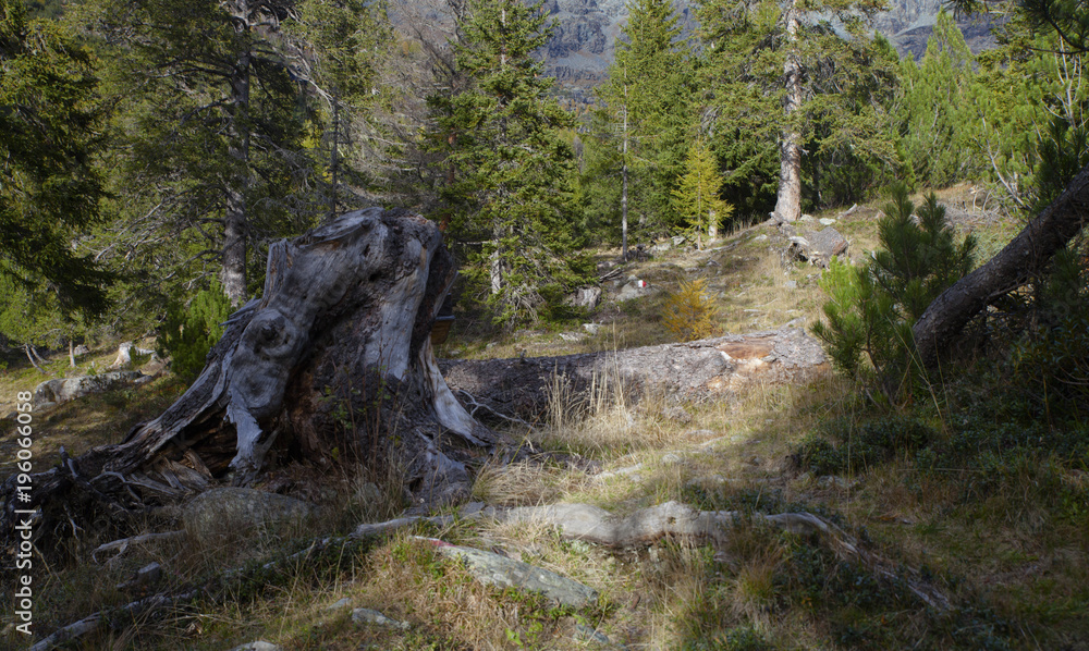 Fototapeta premium camminando in montagna