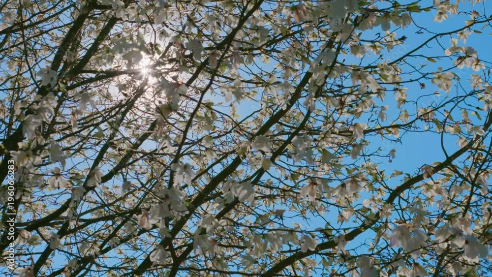 Sunbeams flood a blooming magnolia, In the background are the sun and the sky. The clip was taken with 60 frames, so it can be slowed down. The camera was a Sony FS7. Sunbeams flood a blooming magnolia, In the background are the sun and the sky. The clip was taken with 60 frames, so it can be slowed down. The camera was a Sony FS7.