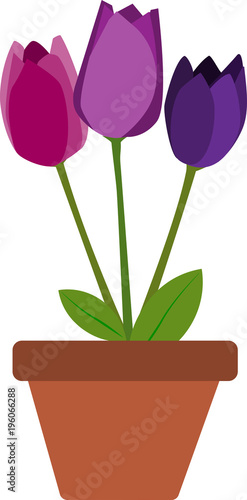 Tulipanes Violetas en Maceta 