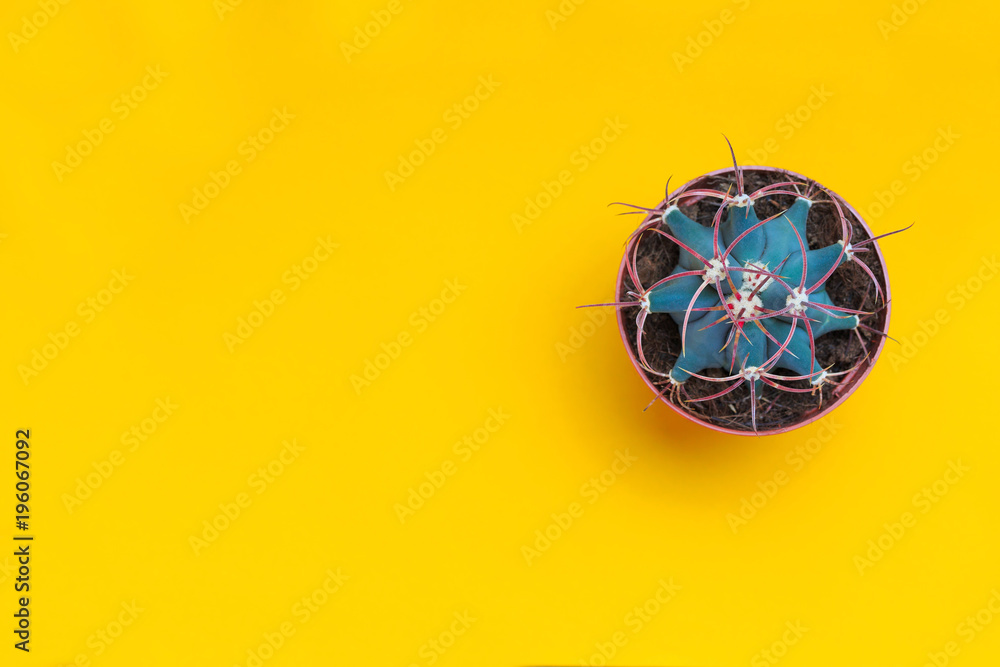 Cactus,succulent. Yellow background Minimal creative still life. Minimal art design Cactus,succulent. Yellow background Minimal creative still life. Minimal art design