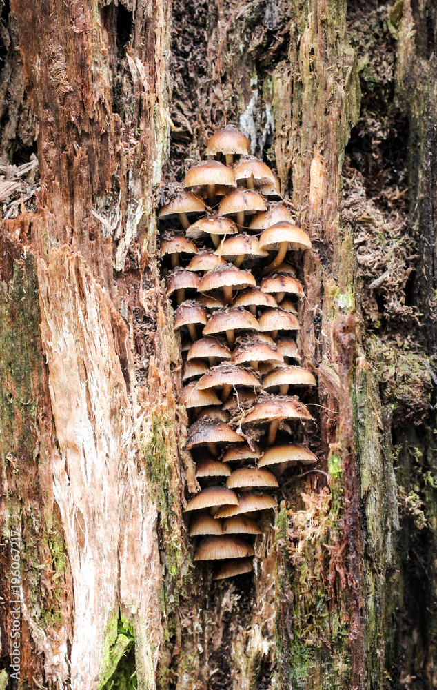Pilz, Pilze am Baumstamm StockFoto Adobe Stock