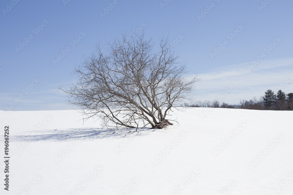 tree in a snow field tree in a snow field