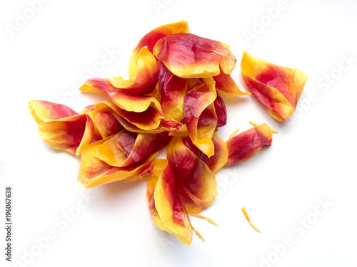 a bunch of destroyed tulip petals