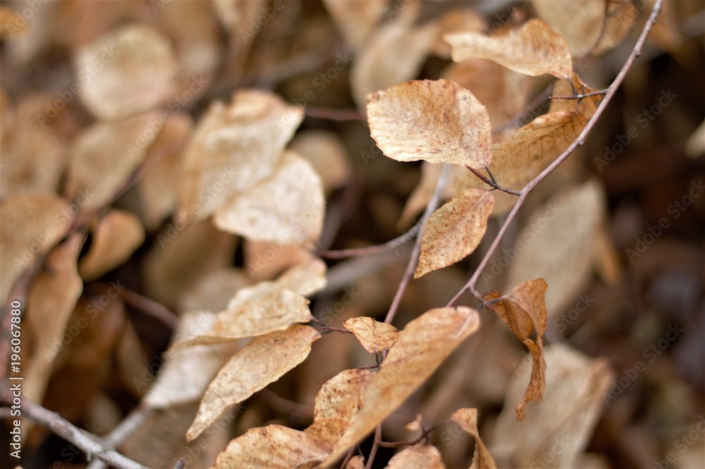 Fragile Fall Leaves Fragile Fall Leaves