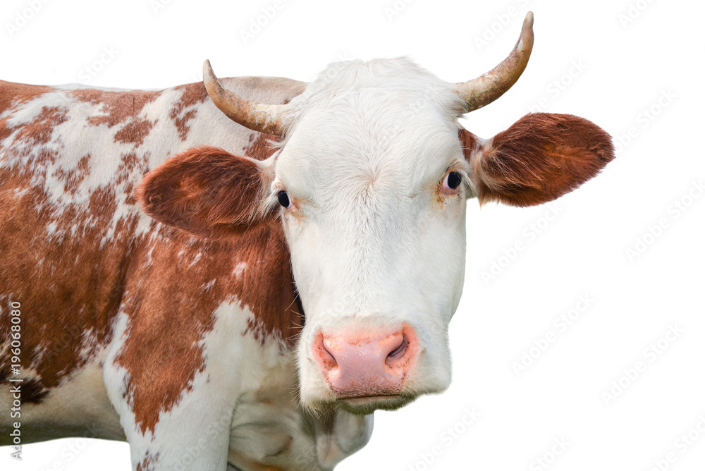 Funny cow looking at the camera isolated on white background. Spotted red and white cow with a big snout close up. Cow portrait close up.  Farm animal.