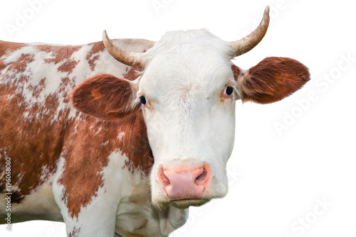Funny cow looking at the camera isolated on white background. Spotted red and white cow with a big snout close up. Cow portrait close up.  Farm animal.