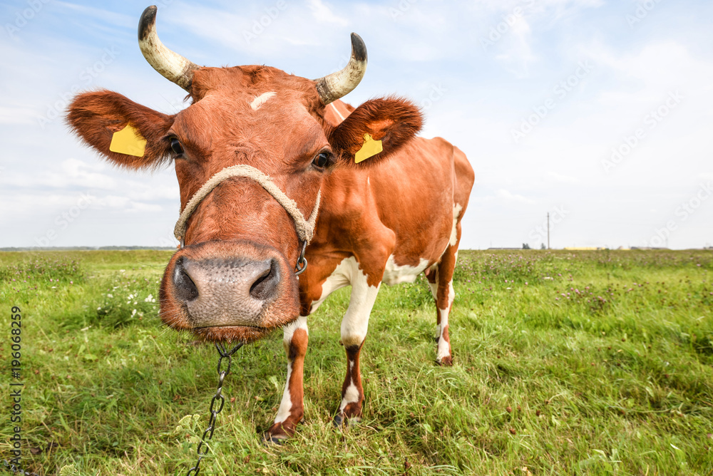 Portrait of young red and white spotted cow. Cow muzzle close up. Cow grazing on the farm meadow Portrait of young red and white spotted cow. Cow muzzle close up. Cow grazing on the farm meadow