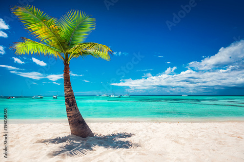 Palm tree and tropical island beach in Dominican Republic