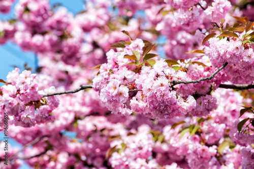 Sakura season concept © be free