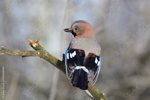 Eurasian jay looks around in search of danger. photo