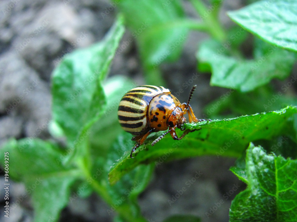 potato bug close up potato bug close up