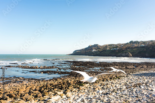 Coast and Seagulls