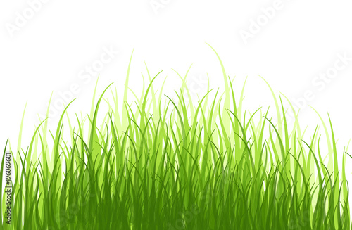 Springtime tender grass, isolated on white background without shadow.
