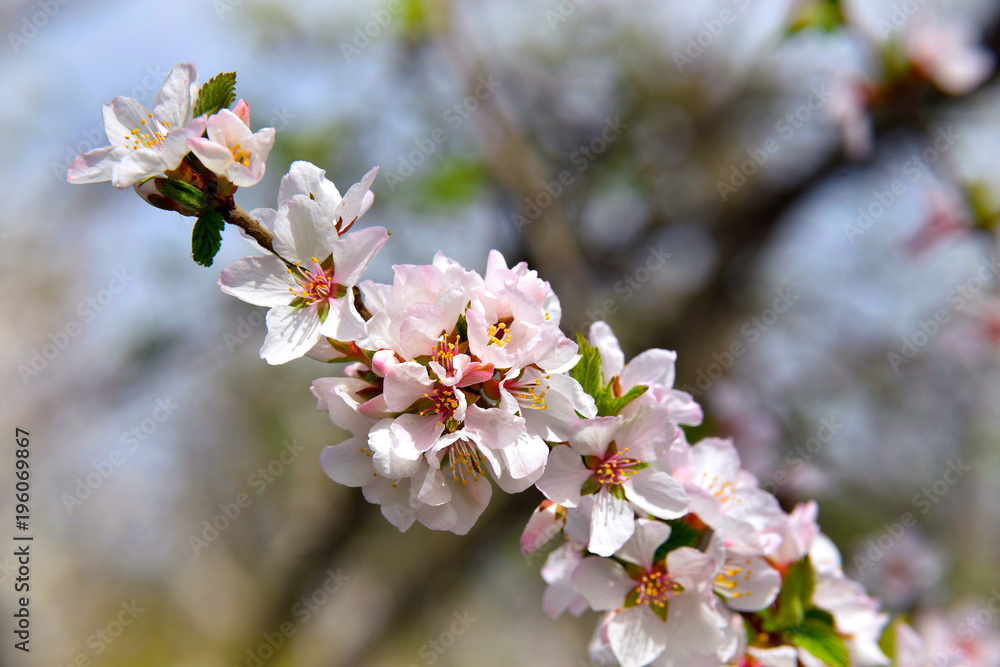 Cherry blossoms. Spring sunny day. Close-up on a blurred natural background. Cherry blossoms. Spring sunny day. Close-up on a blurred natural background.