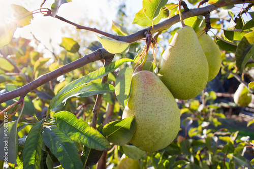 Green pears on a branch. Fresh organic fruits