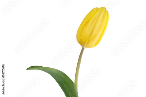 yellow yellow tulip flower on white background isolated..