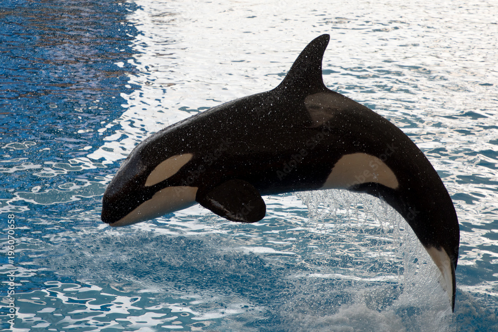 Obraz premium Orca Killer Whale