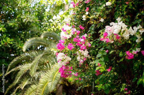 Blooming bougainvillea. Magenta bougainvillea flowers.