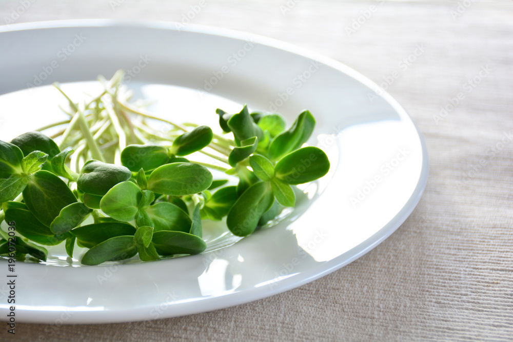 green fresh sunflower sprouts - concept for healthy nutrition, c green fresh sunflower sprouts - concept for healthy nutrition, c