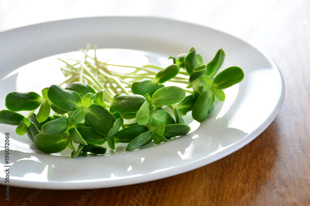 green fresh sunflower sprouts - concept for healthy nutrition, closeup green fresh sunflower sprouts - concept for healthy nutrition, closeup