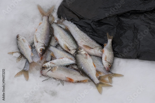 Freshly caught fish Rudd lies on the snow