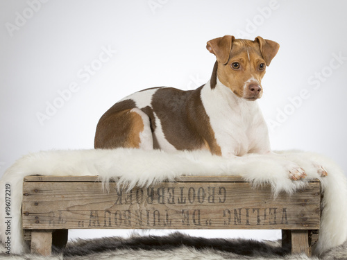 Brazilian terrier puppy on an antique wooden box. Image taken in a studio.