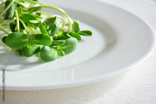 green fresh sunflower sprouts - concept for healthy nutrition, closeup