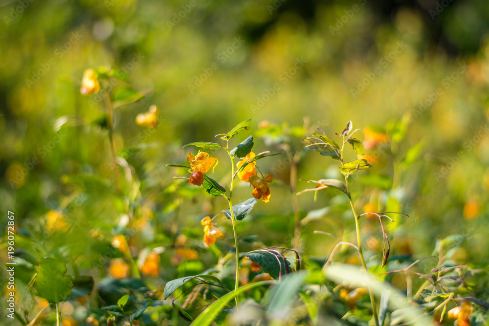 Yellow Flowers Yellow Flowers
