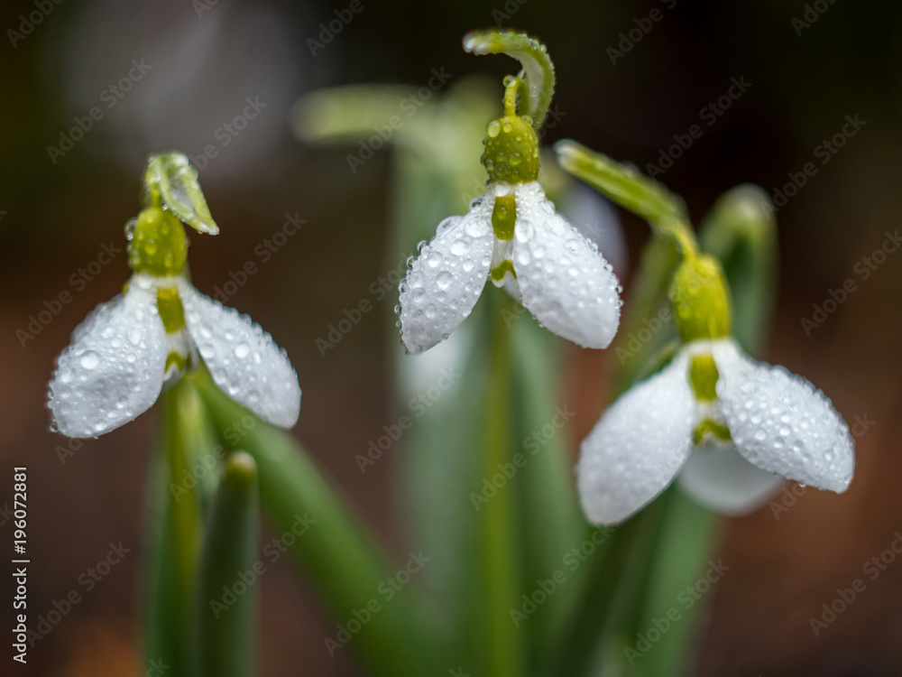 First snowdrop growing from snow. Close-up white spring flowers. Galanthus nivalis. Awakening nature. First snowdrop growing from snow. Close-up white spring flowers. Galanthus nivalis. Awakening nature.