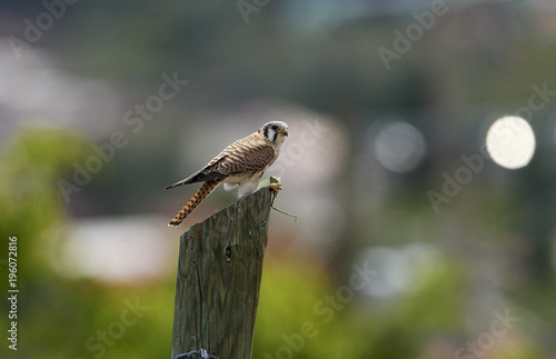 American Kestrel (Falco sparverius) perched on a post feeding on a large grasshopper, San Juan Cosala, Jalisco, Mexico
